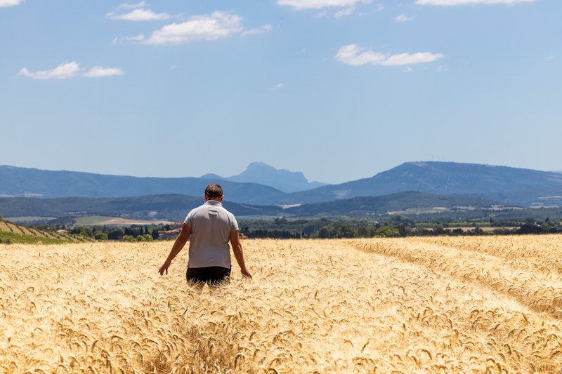 S’installer : Agriculteur de dos qui avance dans un champ de blé